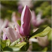 16th Apr 2022 - macro magnolia and bokeh