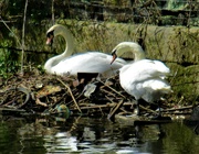16th Apr 2022 - A pair of swans guarding their nest. Leeds Liverpool canal