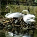 A pair of swans guarding their nest. Leeds Liverpool canal by grace55