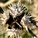 Jimsonweed in the Wind by corinnec