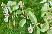 16th Apr 2022 - Buds on the quince