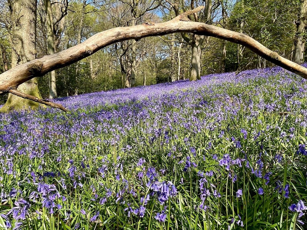 Bluebells on Toys Hill by jeremyccc