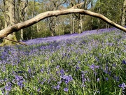 16th Apr 2022 - Bluebells on Toys Hill