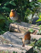 16th Apr 2022 - Easter Robins