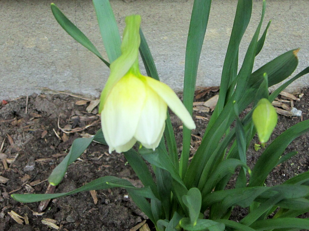 My first Spring flower by bruni