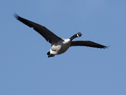 16th Apr 2022 - Canada goose in flight