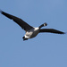 Canada goose in flight by rminer