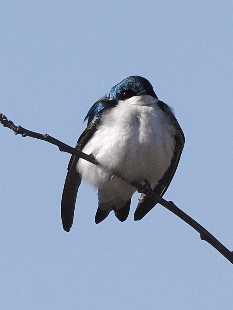 tree swallow  by rminer