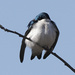 tree swallow  by rminer
