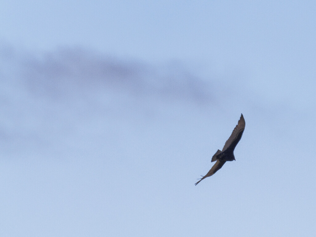 turkey vulture flying by clouds by rminer