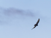 16th Apr 2022 - turkey vulture flying by clouds