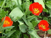 16th Apr 2022 - Tulips - brightening up the border