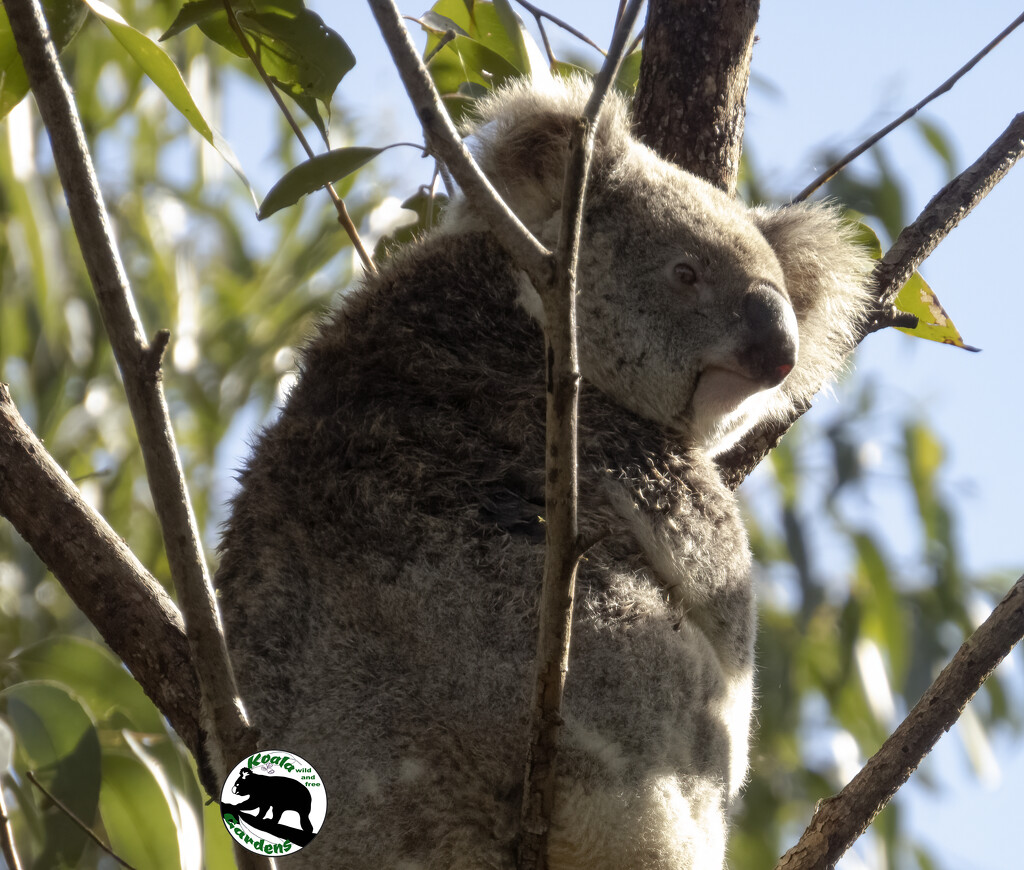 sweet Matilda by koalagardens