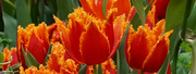 16th Apr 2022 - Orange-Red Tulip