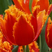 Orange-Red Tulip by larrysphotos