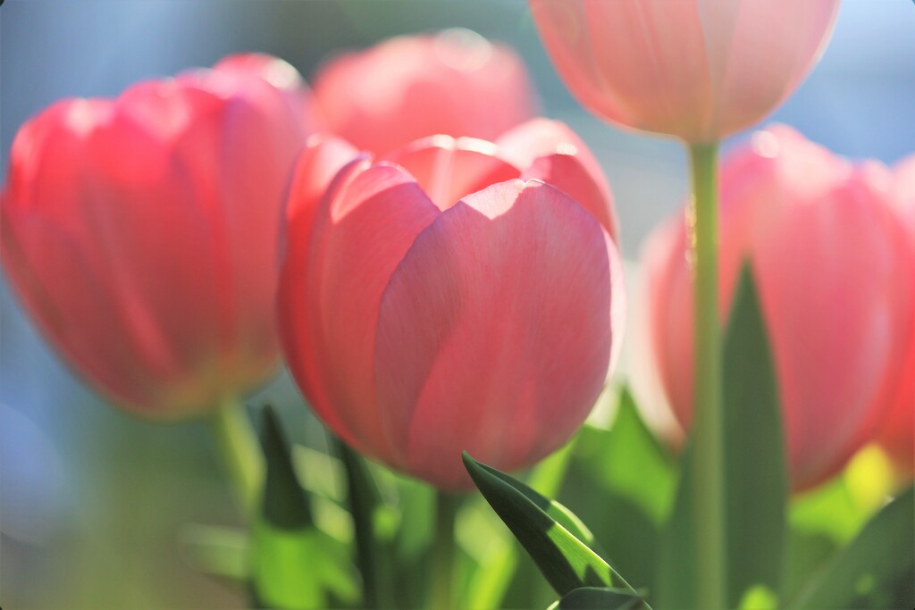Sunny Day Tulips by lynnz