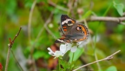 16th Apr 2022 - 106-365 butterfly