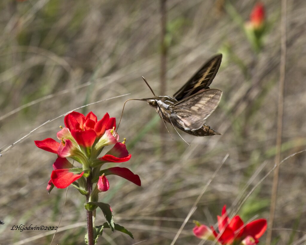 LHG_8496White lined Sphinx Moth on Indian paintbrush1 by rontu