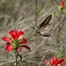 LHG_8496White lined Sphinx Moth on Indian paintbrush1 by rontu
