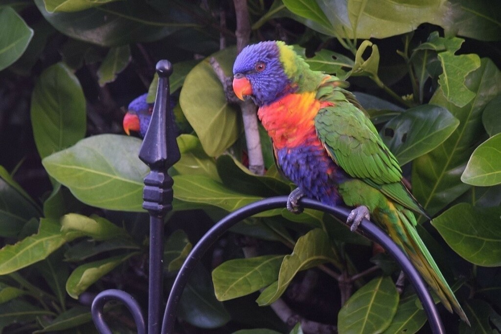 Scruffy Lorikeets Patiently Waiting ~   by happysnaps