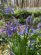 16th Apr 2022 - Early bluebells
