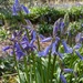 Early bluebells