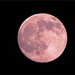 A Pink Moon for Lisa by olivetreeann