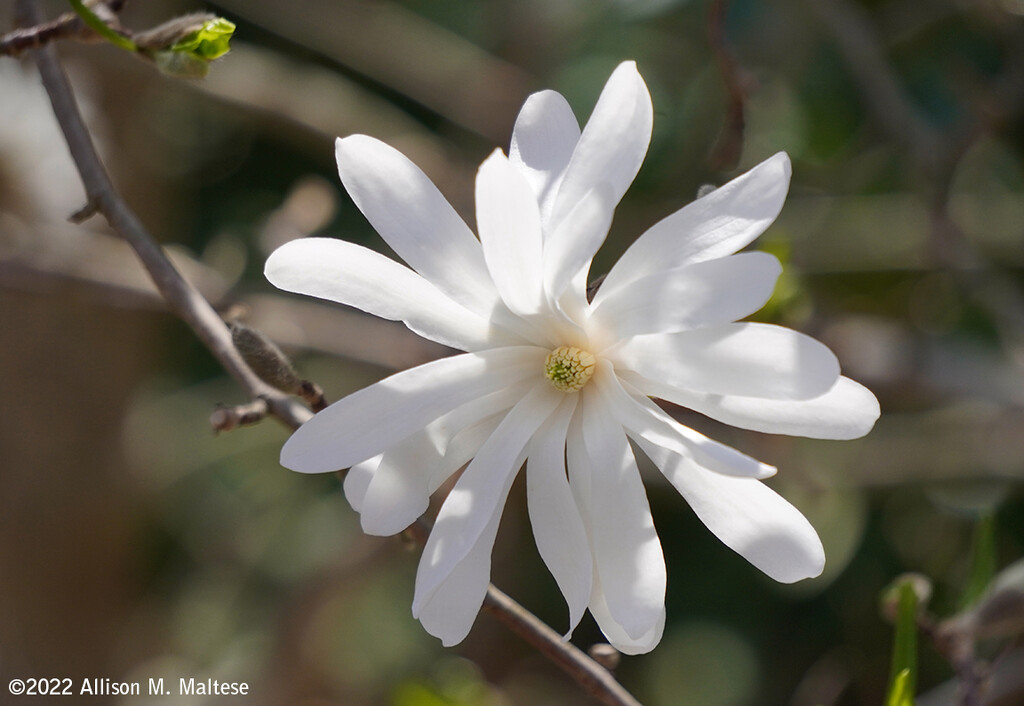 Star Magnolia Blossom by falcon11