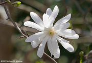 15th Apr 2022 - Star Magnolia Blossom