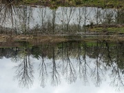 16th Apr 2022 - Upside Down