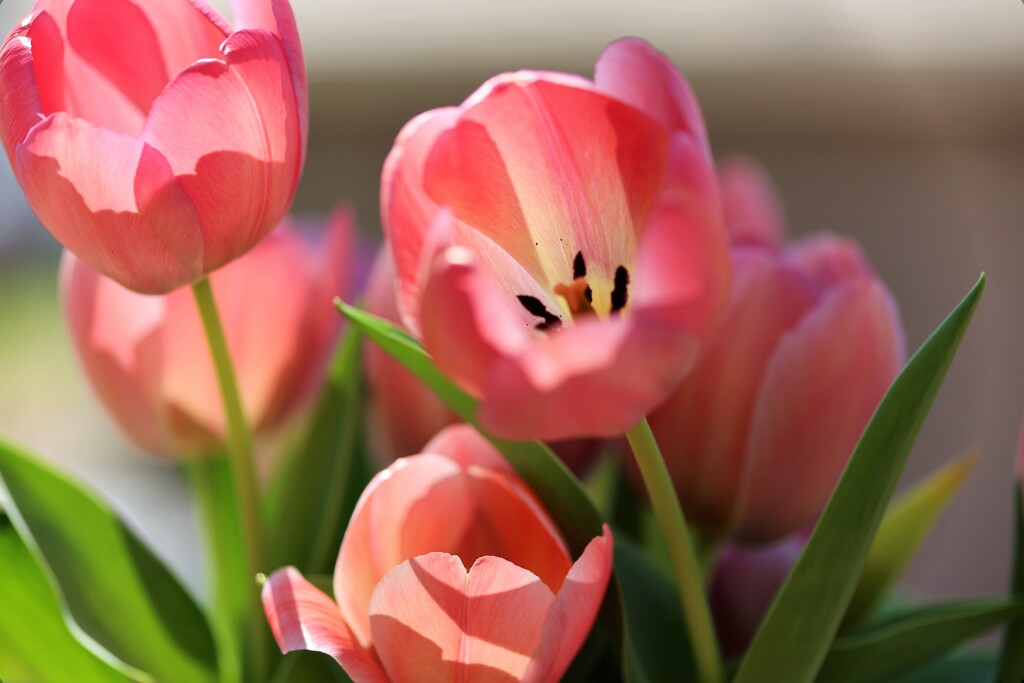 Pink Tulips  by lynnz