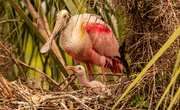 16th Apr 2022 - Roseate Spoonbill and Chick!
