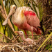 Roseate Spoonbill and Chick! by rickster549