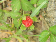 16th Apr 2022 - Wild Strawberry 