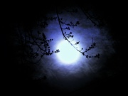17th Apr 2022 - New Buds in the Moonlight