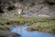 16th Apr 2022 - semipalmated plover