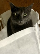 16th Apr 2022 - Kitty in a Bag