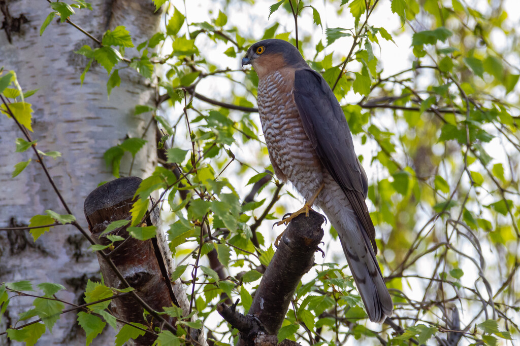Sparrowhawk by natsnell