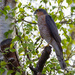 Sparrowhawk by natsnell