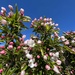 Apple bloom  by djepie