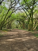 17th Apr 2022 - Woodland Walk