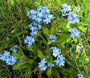 17th Apr 2022 - Easter Sunday. Forget - me - nots