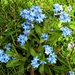 Easter Sunday. Forget - me - nots by grace55