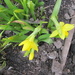 Spring has sprung - lovely miniature daffodils
