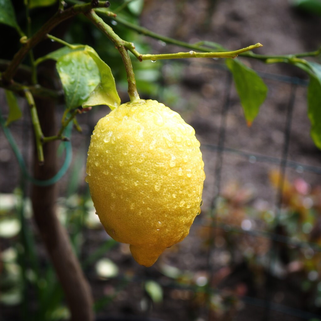 Lemon by monikozi