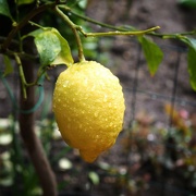17th Apr 2022 - Lemon