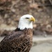 Bald Eagle Stare by randy23
