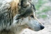 11th Apr 2022 - Wolf Profile
