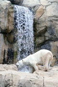 12th Apr 2022 - Polar Bear And A Waterfall