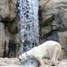 Polar Bear And A Waterfall by randy23